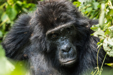Mountain gorilla in the Bwindi Impenetrable National Park, Uganda © Nadine Wagner