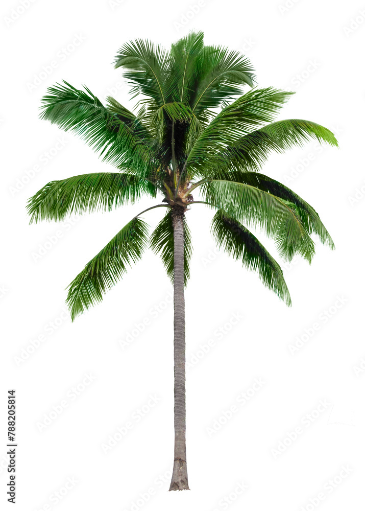 Wall mural Palm tree png sticker, tropical sticker on transparent background - Wall murals