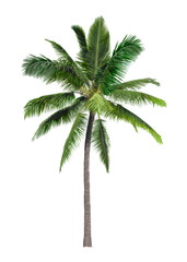 Fototapeta na wymiar Palm tree png sticker, tropical sticker on transparent background