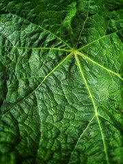 Close up of Texture Burdock green Leaf. First Spring Leaves Background. Vertical photo can used web and social media banner, poster, reels card. 