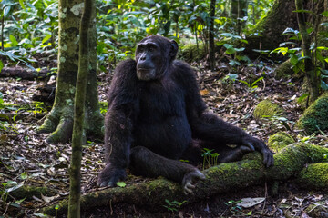 Chimpanzee in the Kibale National Park, Uganda