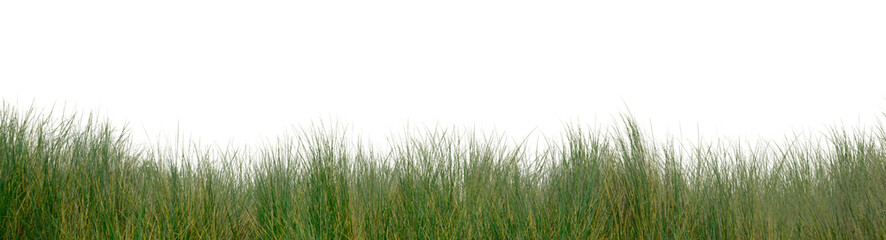 Grass png sticker border on transparent background
