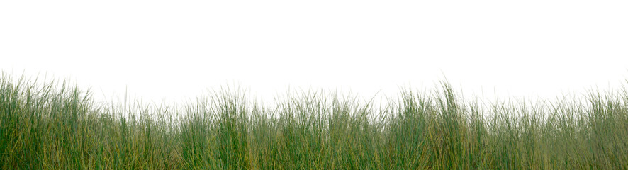 Obraz premium Grass png sticker border on transparent background