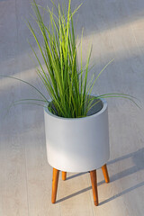 Green plant inside ceramic flower pot in home interior