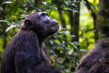 Chimpanzee in the Kibale National Park, Uganda