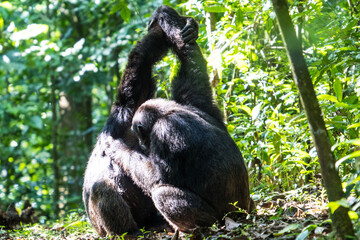 Chimpanzee in the Kibale National Park, Uganda