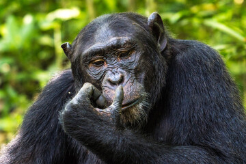 Chimpanzee in the Kibale National Park, Uganda