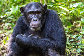 Chimpanzee in the Kibale National Park, Uganda