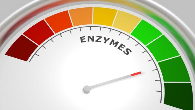 Enzymes level on measure scale. Instrument scale with arrow. Colorful infographic gauge element. Enzymes are proteins that act as biological catalysts by accelerating chemical reactions.