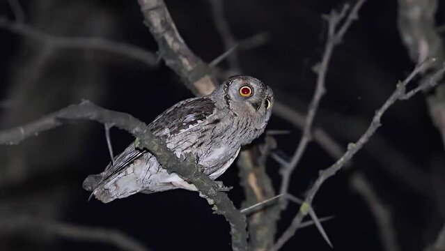 Eurasian scops owl in a tree, 4k video with otus scops a small owl part of Strigidae family of birds. Wildlife birds photography during the night. 