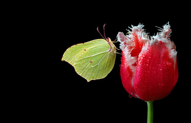 bright yellow butterfly on a red tulip flower in drops of dew. butterfly on tulip isolated on black. brimstones butterfly  - 788210270