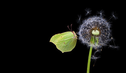 bright yellow butterfly on a white flower. butterfly on lily flowers in dew drops isolated on black. brimstones butterfly. - 788210286