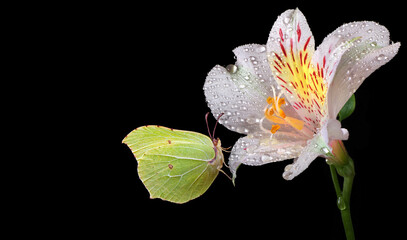 bright yellow butterfly on a white flower. butterfly on lily flowers in dew drops isolated on black. brimstones butterfly. - obrazy, fototapety, plakaty