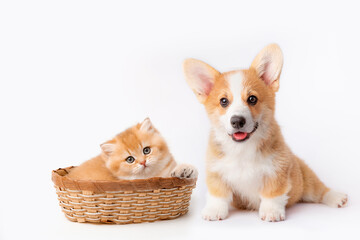 A cute Welsh corgi puppy and a red kitten in a basket are sitting next to each other on a white background. isolated on a white background