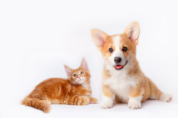 Cute Welsh corgi puppy and a red kitten sit together on a white background. isolated on a white background - obrazy, fototapety, plakaty