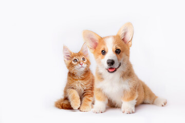 Cute Welsh corgi puppy and a red kitten sit together on a white background. isolated on a white background