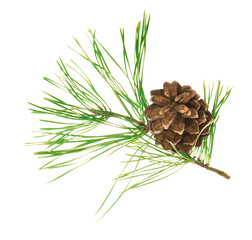pine branch isolated on transparent, png . natural fir tree branch. Seasonal holiday nature decor....