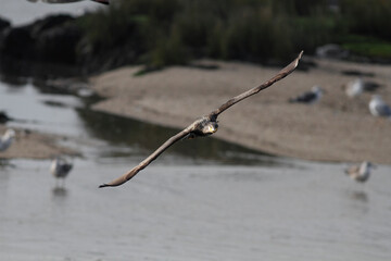 Big cormorant flying towards the camera