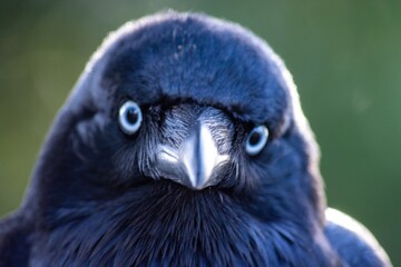 close up of a crow raven blue bird