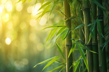 Fototapeta na wymiar A photo capturing a bamboo tree, with sunlight brilliantly illuminating the leaves, creating a captivating display of natural light, Bamboo forest bathed in the soft morning light, AI Generated