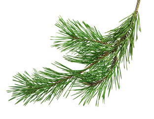 Pine branch on transparent without shadow. PNG. Close-up. Christmas. New Year.