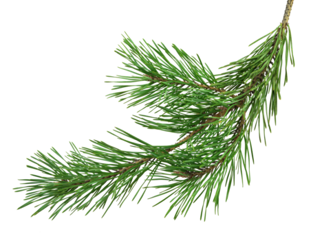 Pine branch on transparent without shadow. PNG. Close-up. Christmas. New Year.