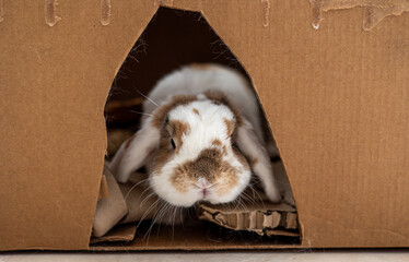Bunny hiding in a cardboard house. Holland Lop. Close up shot of domestic rabbit.