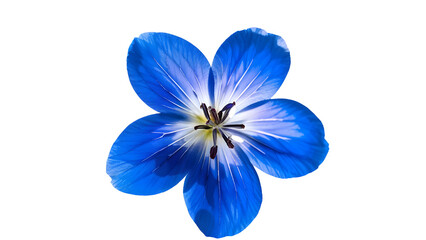 blue iris flower isolated on transparent background