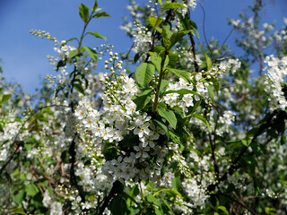 Czeremcha zwyczajna (Prunus padus L.) – gatunek drzewa lub dużego krzewu z rodziny różowatych.  Zakwita wczesną wiosną.   