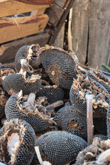 Dried sunflowers in the wooden box. Sunflower seeds.