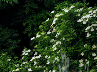 Bez czarny, dziki bez czarny (Sambucus nigra L.) jest krzewek kiedy zakwita oznacza to początek lata. Jest rośliną która dostarcza cennych składników lwczniczych - obrazy, fototapety, plakaty