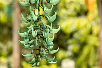 Jade wine flowers in the garden, Bali
