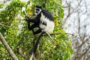 Black-and-white colobus in the Murchison Falls National Park, Uganda