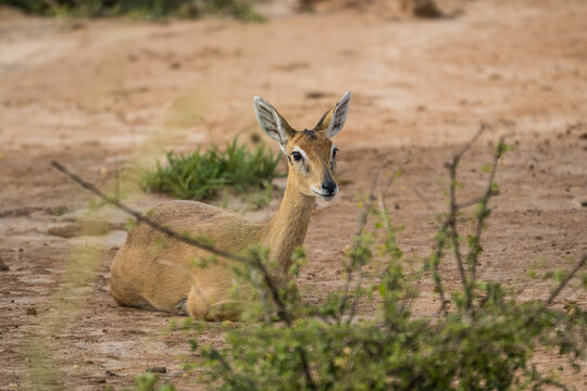 Oribi  in the Murchison Falls National Park, Uganda
