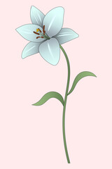 White Lily. Opened flower bud on a green stem with leaves. Color vector illustration. Isolated pink background. Summer plant.  Idea for web design.