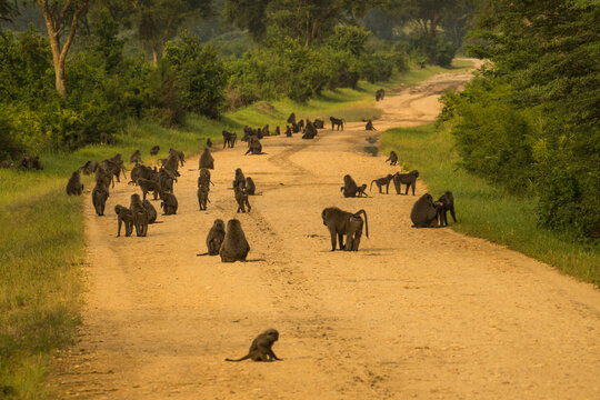 Baboon group on the road, Queen Elizabeth National Park, Uganda