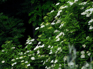 Bez czarny, dziki bez czarny (Sambucus nigra L.) jest krzewek kiedy zakwita oznacza to początek lata. Jest rośliną która dostarcza cennych składników lwczniczych - obrazy, fototapety, plakaty