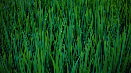 Rice field close up in Bali, Indonesia