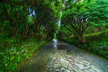 夏の恩賜箱根公園　緑に囲まれた石畳の遊歩道【神奈川県・箱根町】