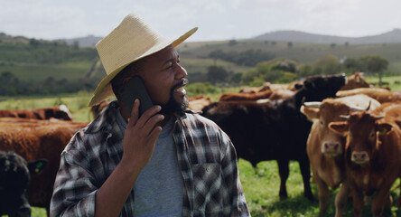 Black man, farmer and phone call with cows in agriculture for conversation or communication in countryside. African male person talking on mobile smartphone with livestock for discussion on farm