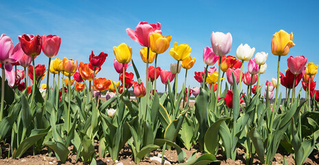colorful tulip field panorama with blue sky - 788219856