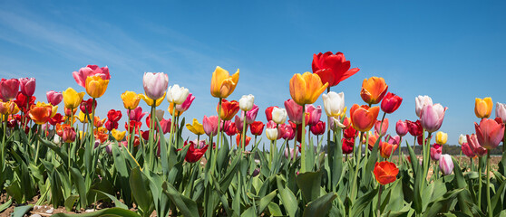 colorful tulip field panorama with blue sky - 788219897