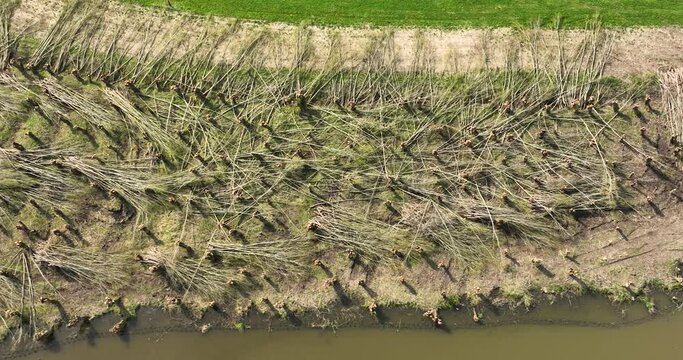 Aerial view of pollarded willow forest with twigs, Betuwe, Netherlands.