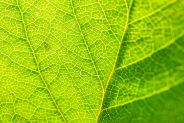 Green leaf texture surface background close up