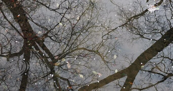 春の雨後の公園の溜め水に映った森の風景