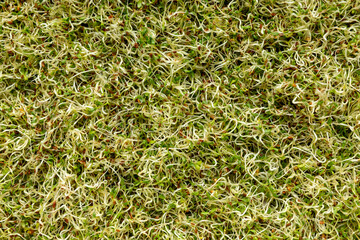 Top view of alfalfa seed sprouts as an abstract background. Healthy diet superfood and clean eating concept.