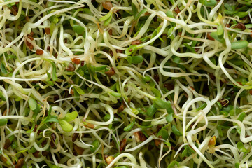 Close up view of alfalfa seed sprouts as an abstract background. Healthy diet superfood and clean eating concept. - obrazy, fototapety, plakaty