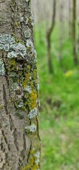 bark of a tree