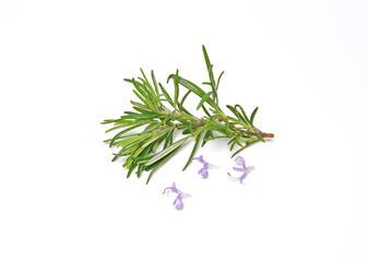 Rosemary sprig flowering isolated on white background. Aromatic evergreen shrub