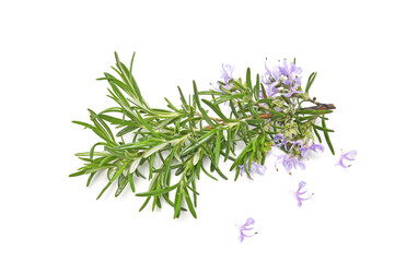 Rosemary sprig flowering isolated on white background. Aromatic evergreen shrub